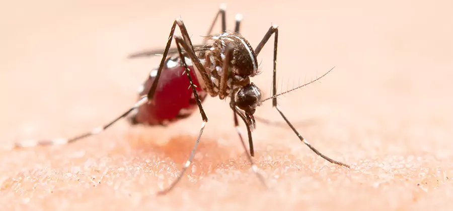 Indoor Mosquito Killer and Interior Control in West Orange
