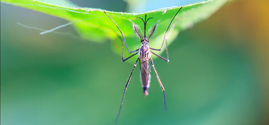 Pest and Mosquito Control for Yard and Patio in West Orange