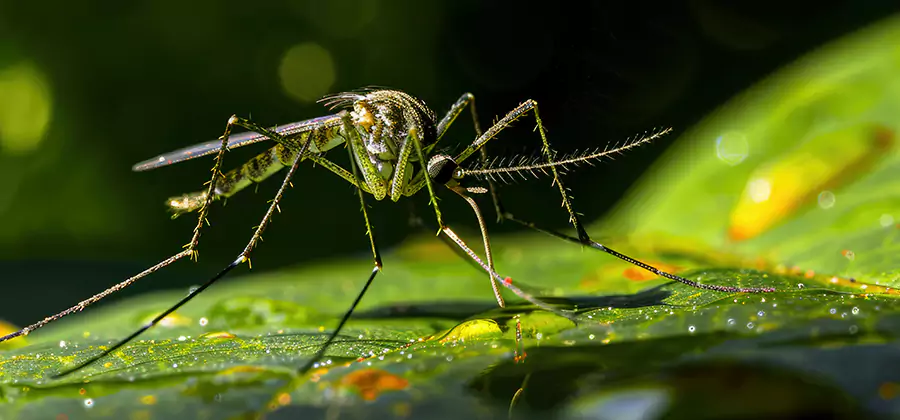 Tick and Mosquito Spray in West Orange