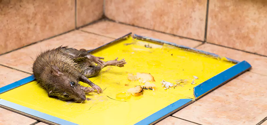 Mouse and Rat Control in West Orange