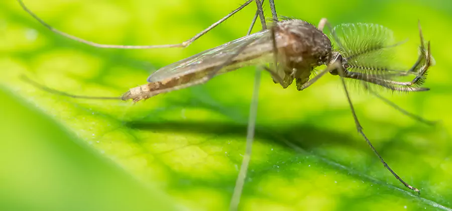 Herbal Mosquito Repellent Treatment in West Orange