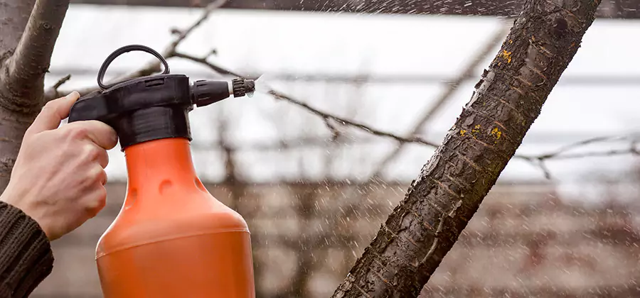 Orange Oil Structural Cavity Treatment in West Orange