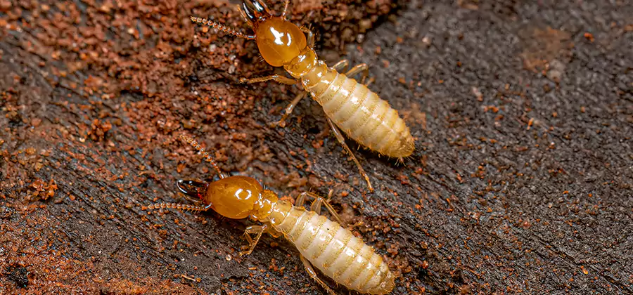 Natural Ant Hill Killer Treatment in West Orange