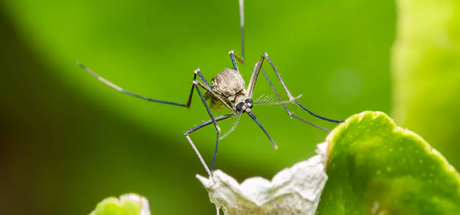 Natural Outdoor Mosquito Repellent in West Orange