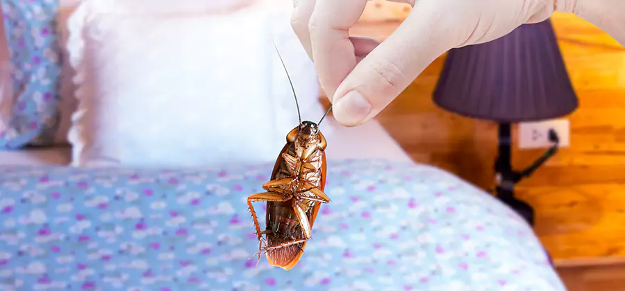 Bed Bug Inspection in West Orange