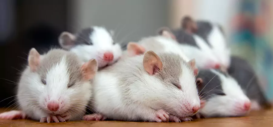 Rat Infestation Exclusion Service in West Orange