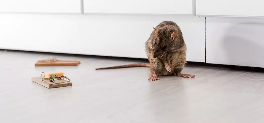 Rat Baiting Removal Service in West Orange