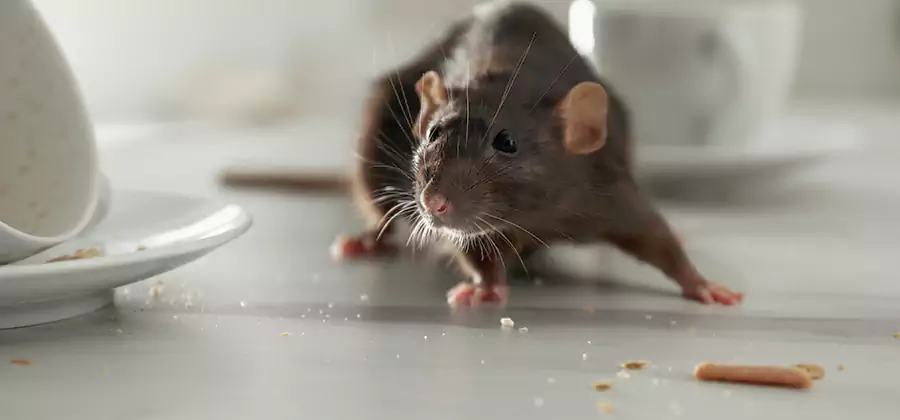 Attic Rat Exclusion Service in West Orange