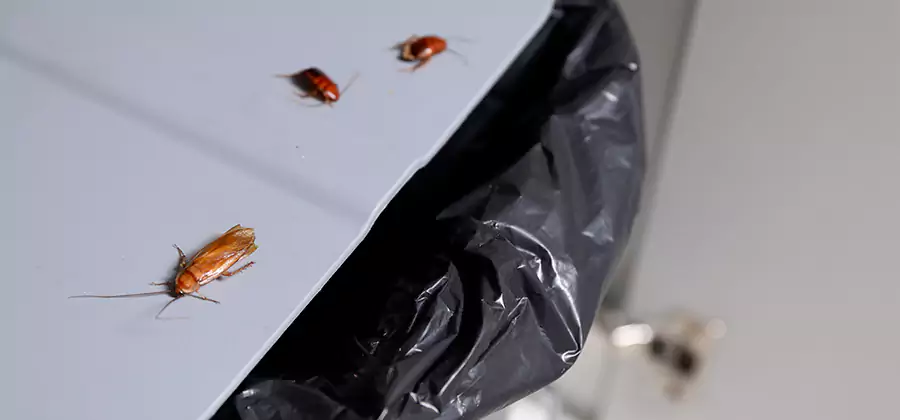 German Roach Pest Control in West Orange