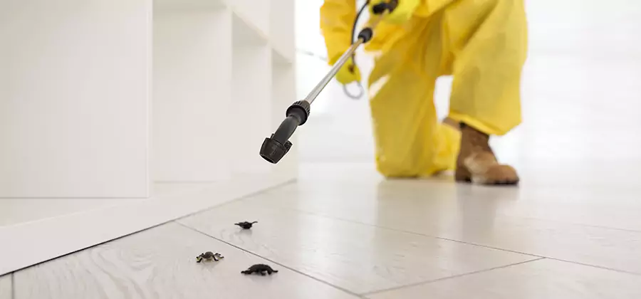 Roach and Bed Bug Exterminator in West Orange