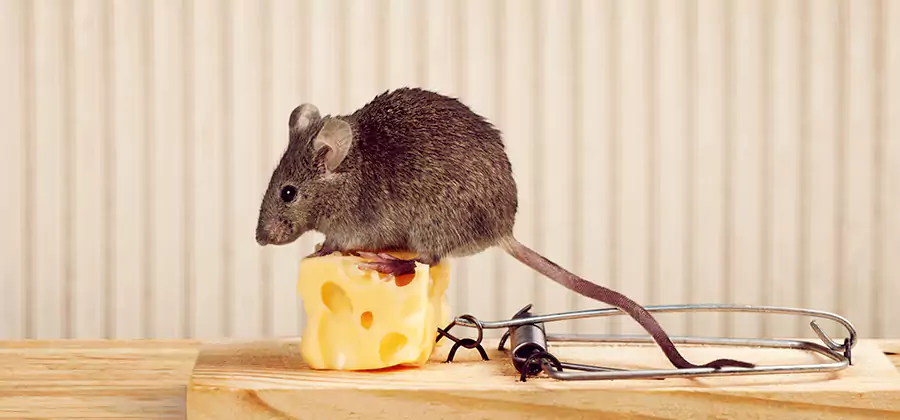 Commercial Rodent Exclusion Services in West Orange