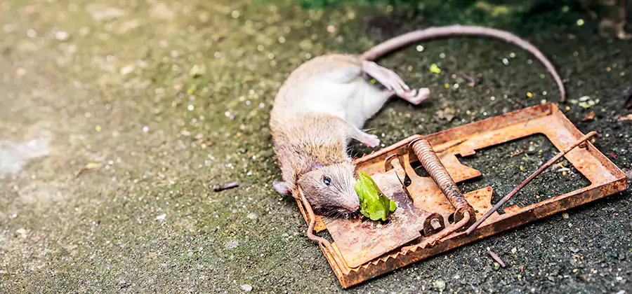 Rat Trapping in West Orange