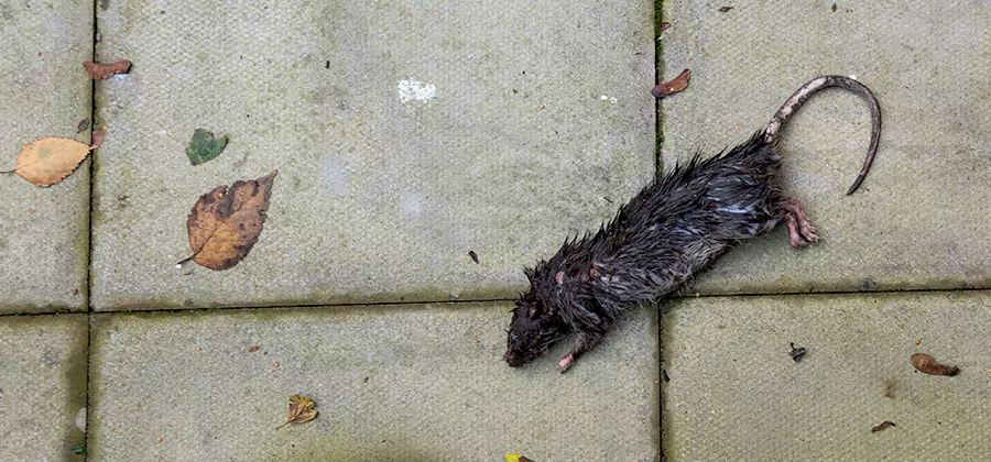 Rodent inspection service in West Orange