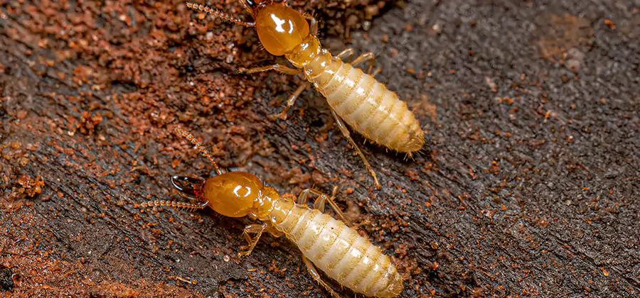 Sentricon Residential Termite Control in West Orange