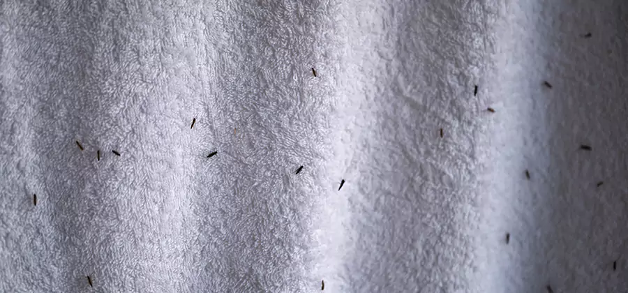 Small Black Ants in Bathroom Treatment in West Orange