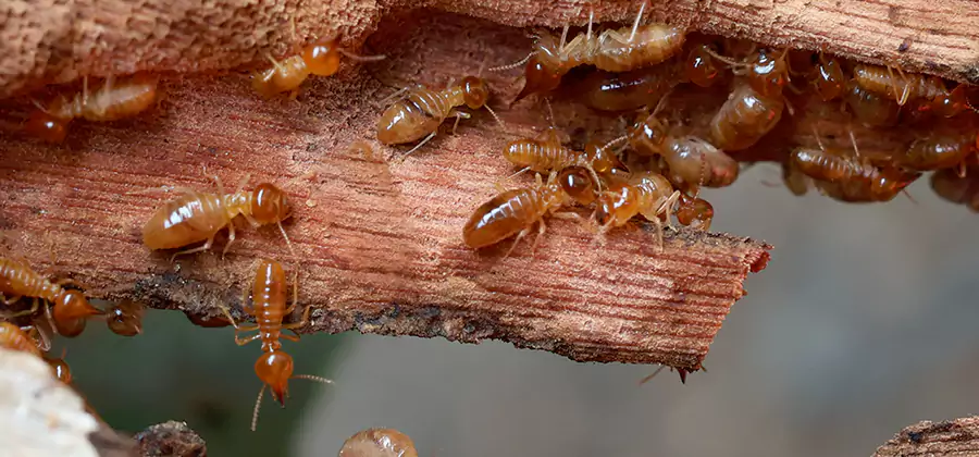 Perimeter Soil Termite Treatment in West Orange