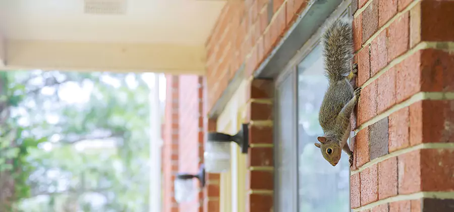 Squirrel Inside Walls Removal in West Orange