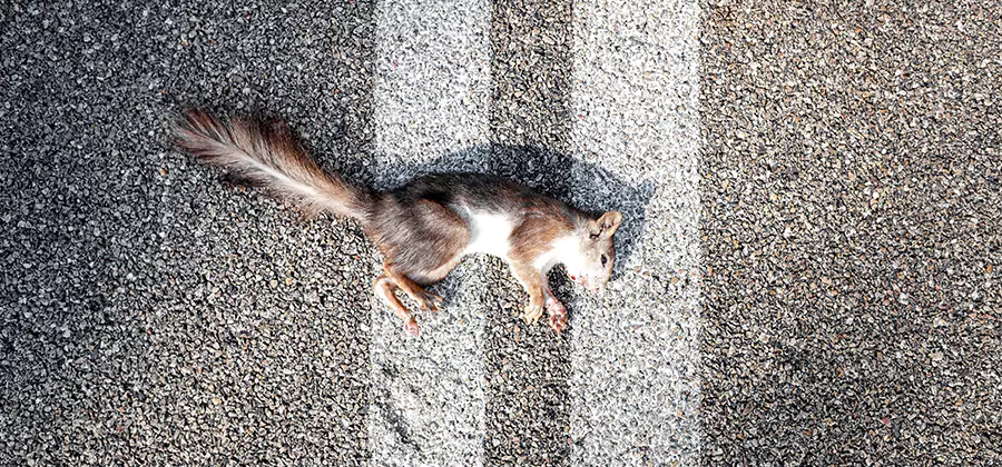 Dead Squirrel Removal in West Orange