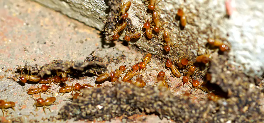 Wood Treatment and Localized Termite Solutions in West Orange