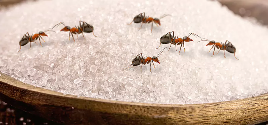 Indoor Sugar Ant Treatment in West Orange