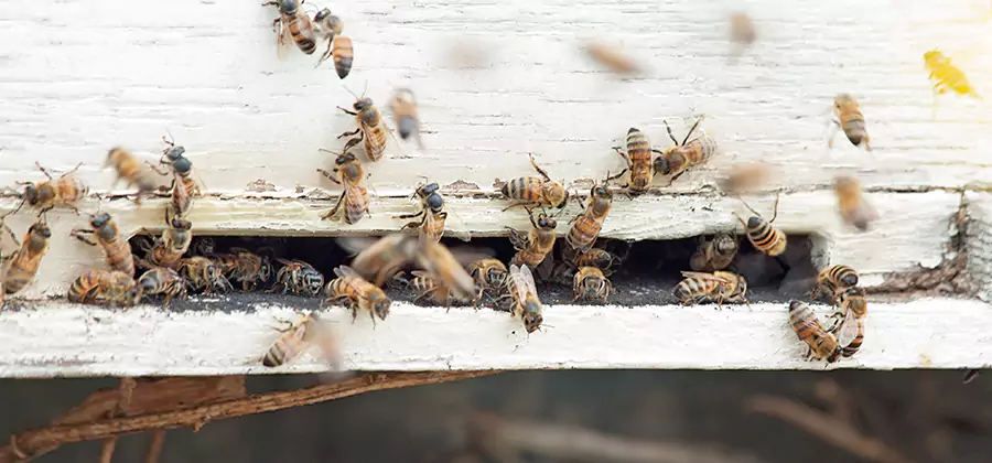 Residential Termite Fumigation in West Orange