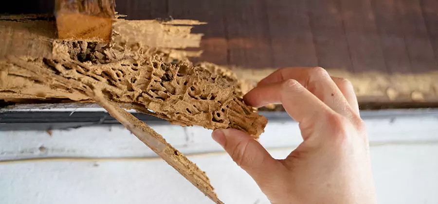 Pre-Purchase Termite Inspection in West Orange