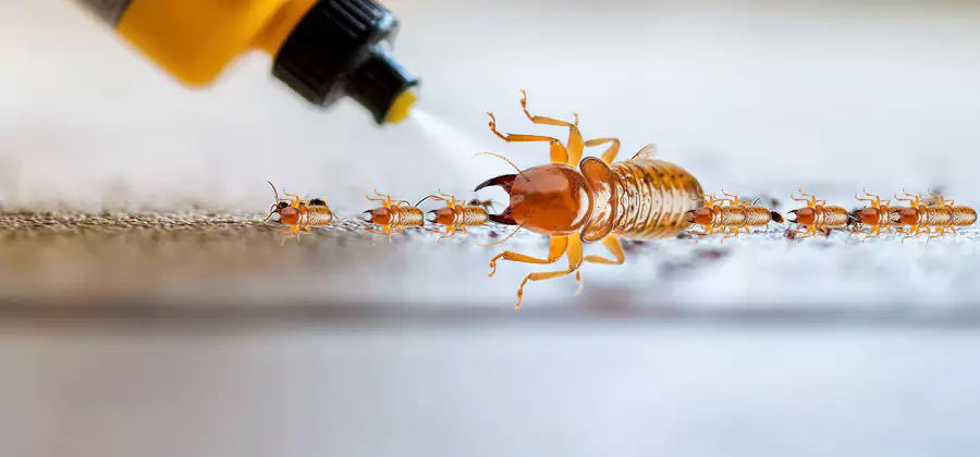 Foundation Termite Spraying Control in West Orange