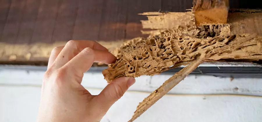 Pre-Construction Termite Treatment in West Orange