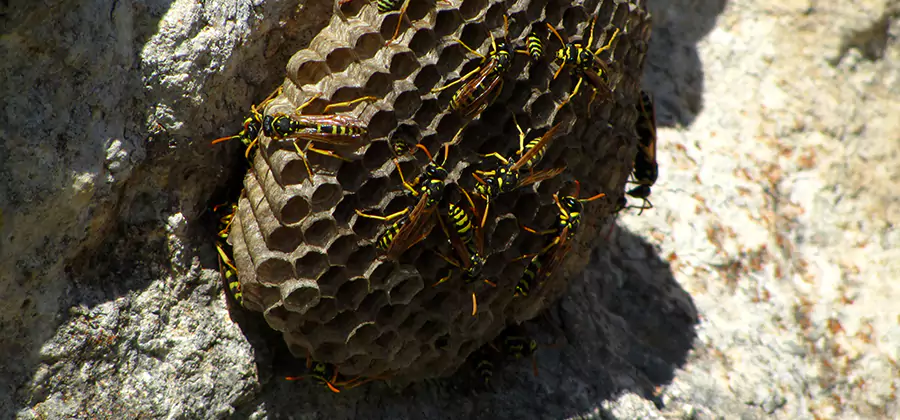 Wasp Nest in Tree Removal West Orange
