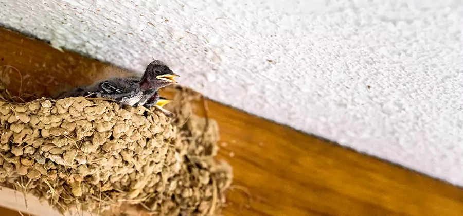 Bird Removal From House in West Orange
