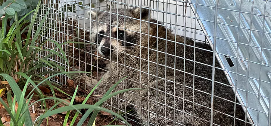 Wildlife Relocation Services in West Orange