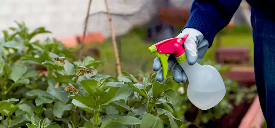 Yellow Jacket Pest Removal for Commercial Properties in West Orange