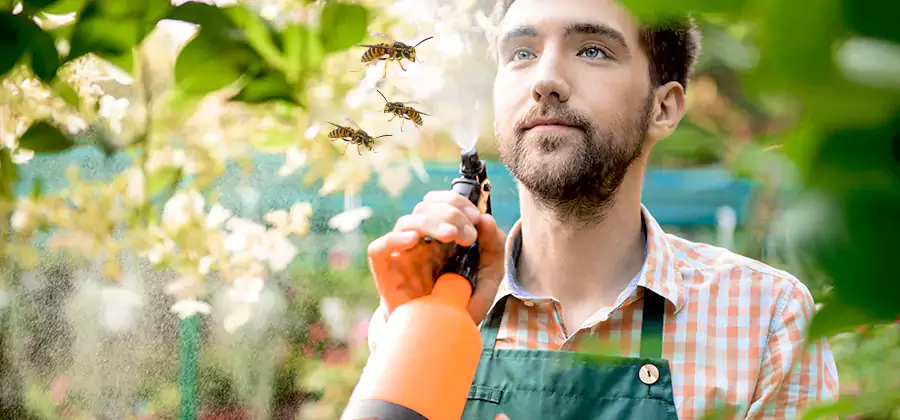 Yellow Jacket Wasp Removal in West Orange