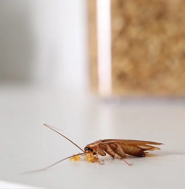 Why West Orange Pest Control Pro Stands Out in West Orange, NJ?
