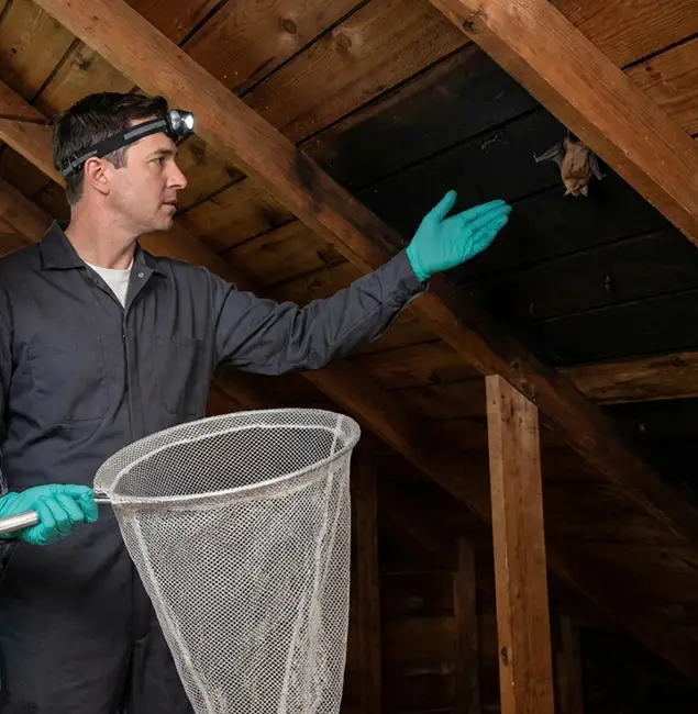 Why West Orange Pest Control Pro Is the Right Choice in West Orange, NJ?