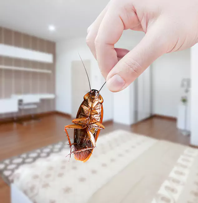 Why West Orange Pest Control Pro Stand Out for Bed Bug Fumigation in West Orange, NJ?