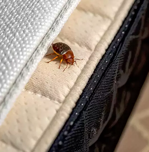 Why Choose West Orange Pest Control Pro for Bed Bug Treatment at Home in West Orange, NJ?