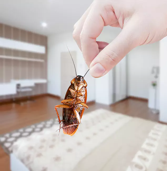 Why West Orange Pest Control Pro Stand Out For Bed Bug Inspection in West Orange, NJ?