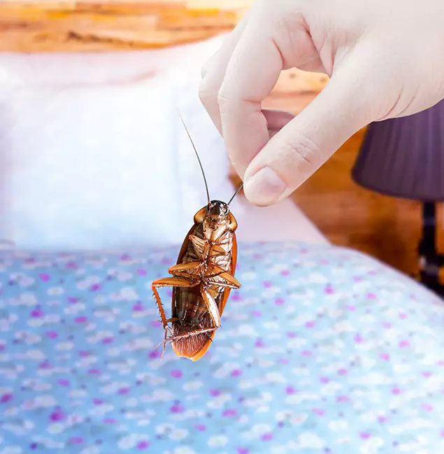 Why Choose West Orange Pest Control Pro for Bed Bug Treatment in West Orange, NJ?
