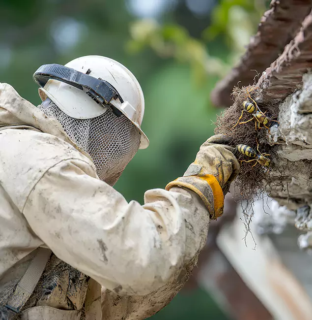 Why West Orange Property Owners Choose West Orange Pest Control Pro for Bee Exterminator?