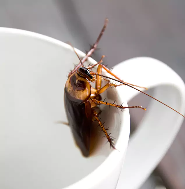 Why West Orange, NJ Residents Trust West Orange Pest Control Pro for Cockroach Fumigation?