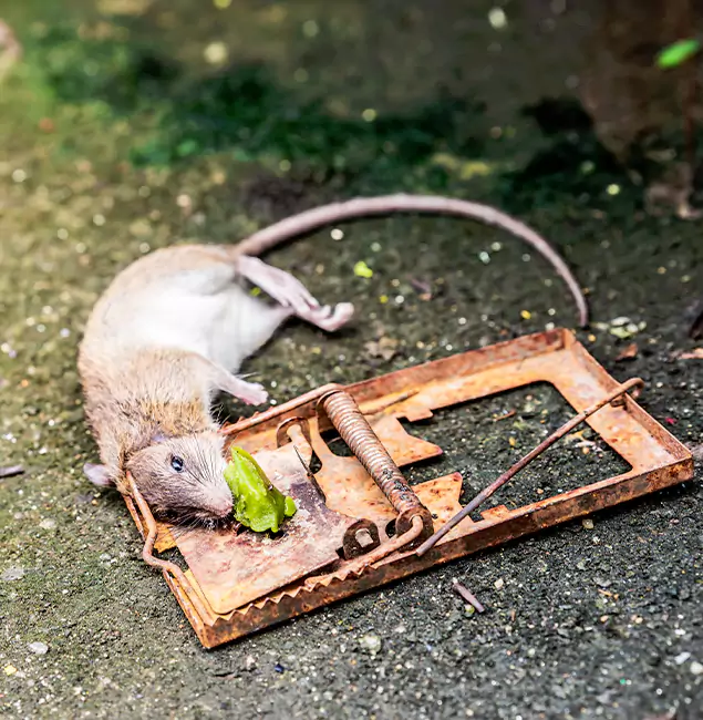 Why West Orange, NJ Homeowners Trust West Orange Pest Control Pro for Rodent Removal?