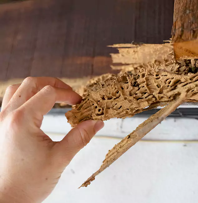 Why Choose West Orange Pest Control Pro in West Orange, NJ?