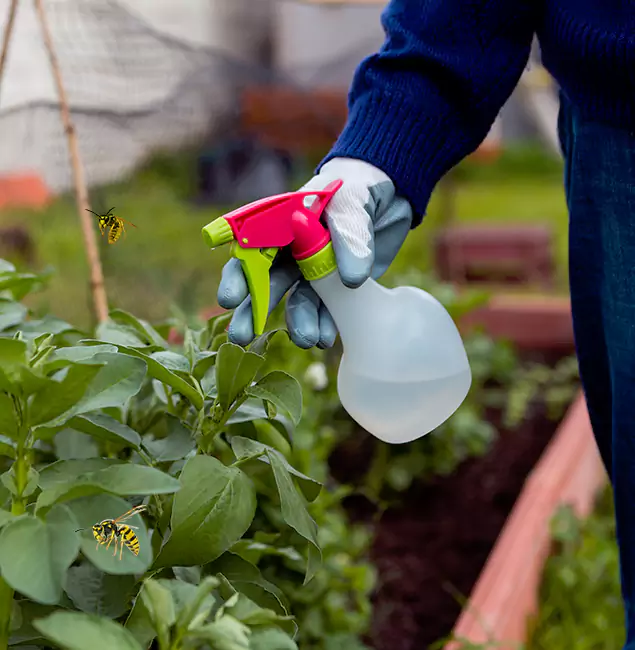 Why West Orange Homeowners Choose West Orange Pest Control Pro for Honey Bee Removal?