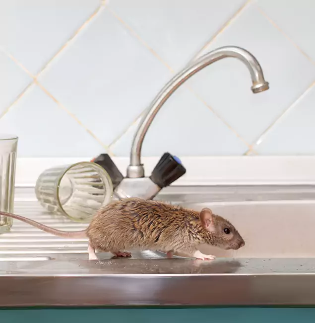 Why West Orange, NJ Trusts West Orange Pest Control Pro for Humane Rodent Control?