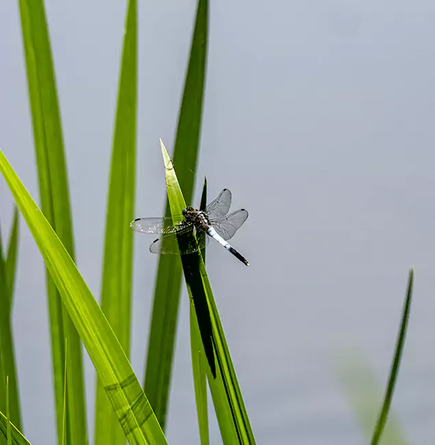 Why West Orange Families Trust West Orange Pest Control Pro for Mosquito Prevention?