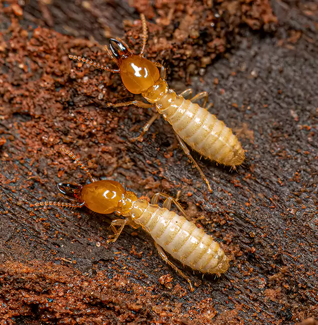 Why Choose West Orange Pest Control Pro for Termite Treatment Without Tenting in West Orange, NJ?