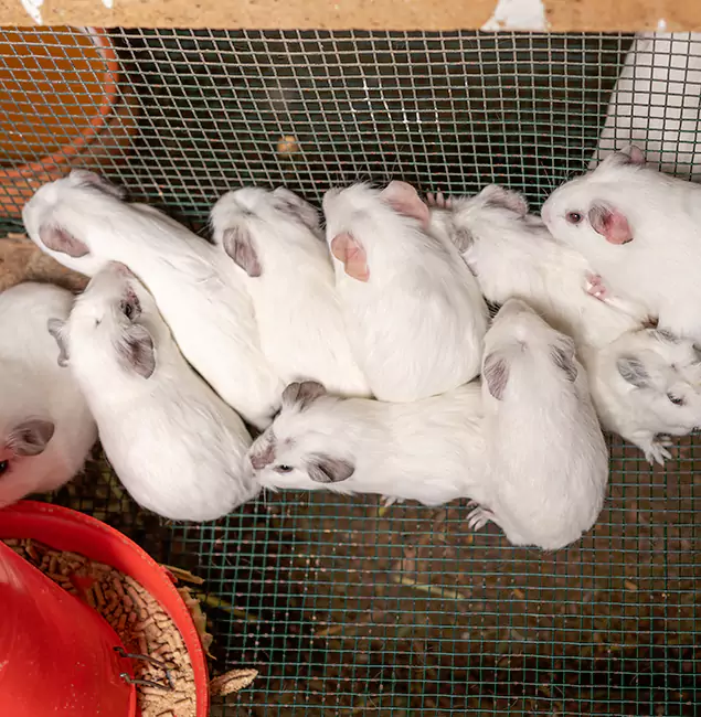 Why Choose West Orange Pest Control Pro for Rat Infestation in West Orange, NJ?