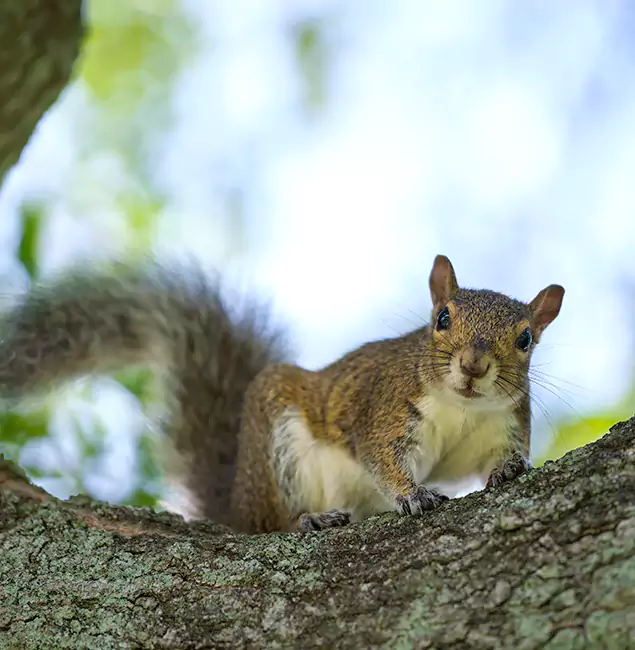 Why West Orange, NJ Relies on West Orange Pest Control Pro for Squirrel Pest Control?