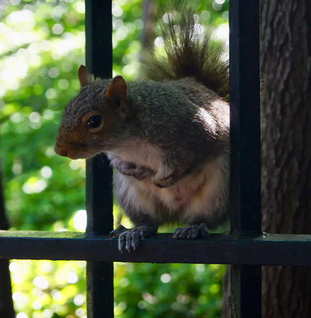 Why West Orange, NJ Chooses West Orange Pest Control Pro for Squirrel Removal?